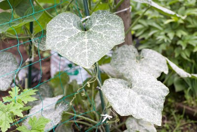 Powdery mildew in the garden.