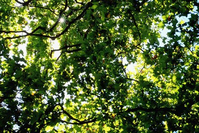 Trees