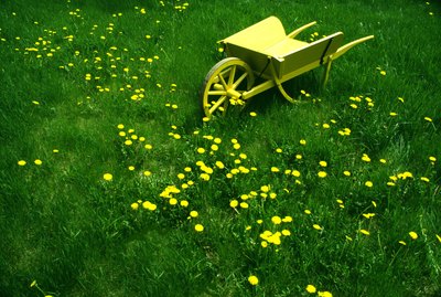 Decorative yellow wheelbarrow in overgrown lawn