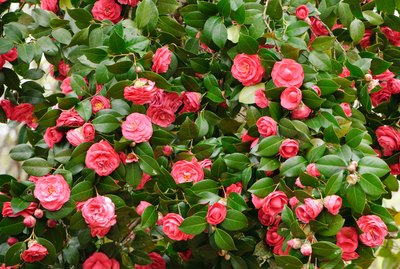 Red camelia bush