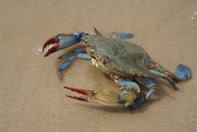 Chesapeake Bay Blue Crab