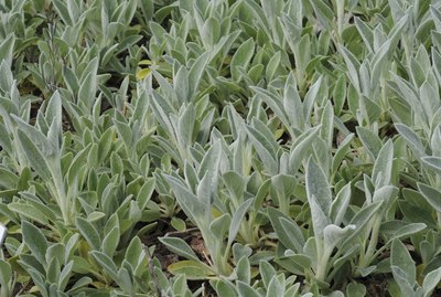 Lamb's ears (Stachys byzantina), Okayama Prefecture, Honshu, Japan
