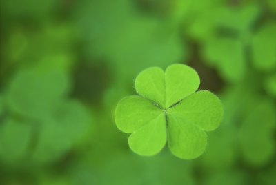 one clover