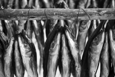 Freshly caught fish hang out to dry in the sun