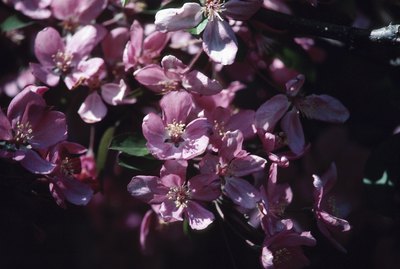 Crabapple blossoms