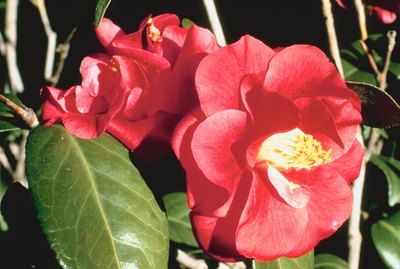 Camellia flowers