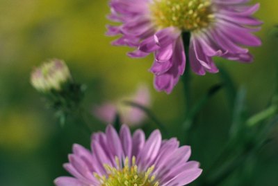 Close-up of purple asters