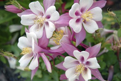 pink white Columbine Aquilegia chrysantha Flower