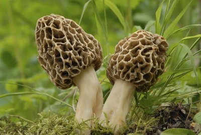Common morel fungus fungus growing in the forest