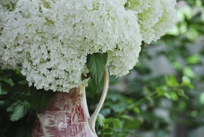 Vintage Pitcher - Annabelle Hydrangea