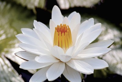 Close-up of Nymphaea, white water lily