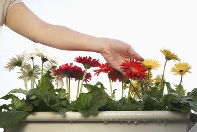 Woman touching gerbera flowers in pot, close-up of hands