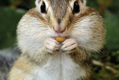 Chipmunk in forest
