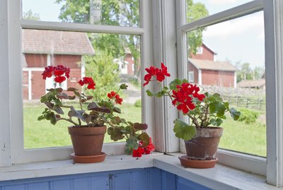 Geraniums flowers
