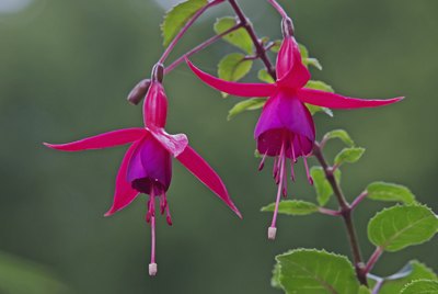 Hanging fuchsia blossom