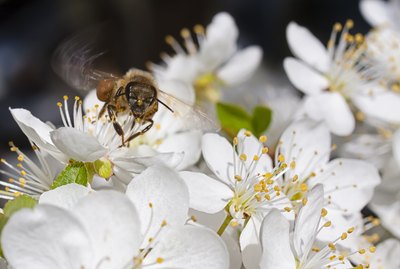 Honey Bee in Flight