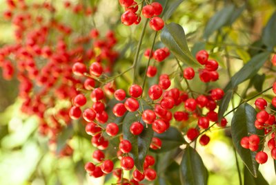 Red Winter berries on a nandina bush.