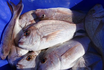 Snapper fish