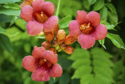 Campsis radicans. Trumpet vine or trumpet creeper also known in North America as cow itch vine or hummingbird vine.
