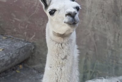 Llama