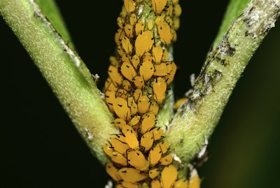 Orange oil kills aphids when applied heavily enough to cover the plants they infest.