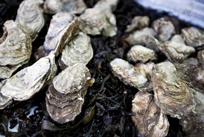 Close up of oysters