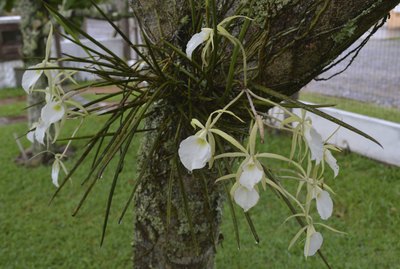white orchids on a tropical tree