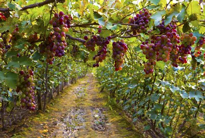 Red grapes growing