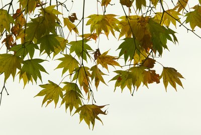 Japanese maple leaves, Japan, view from below