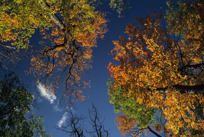 Sugar maple trees in fall, Canada, view from below