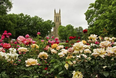 Duke Chapel in Durham, North Carolina, with rose garden in foreground