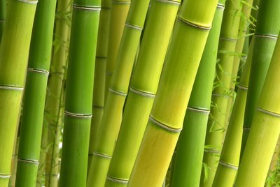 Peaceful Bamboo