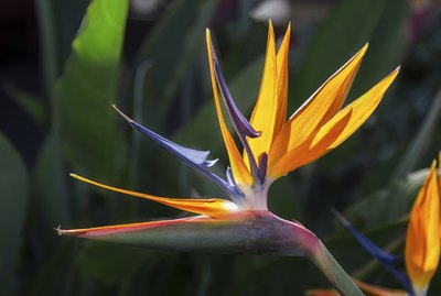 Bird of paradise