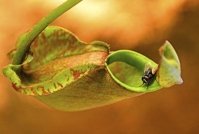 Nepenthes is Carnivorous Plants often to trap insect.