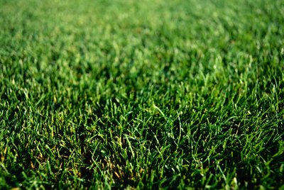 Grass, full frame