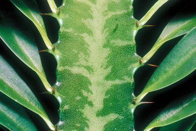 Close-up Euphorbia foliage