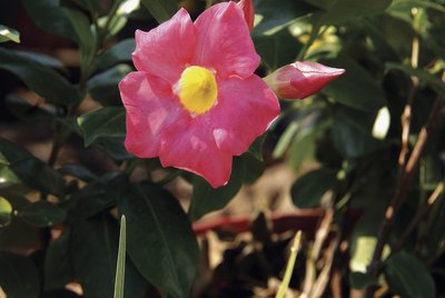 Close-up of mandevilla