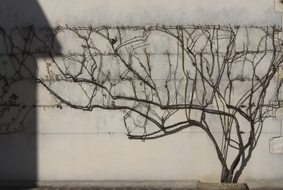 Tree growing on a wall