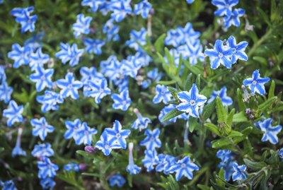 White Star Flower