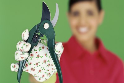 portrait of a young woman holding a hedge clipper