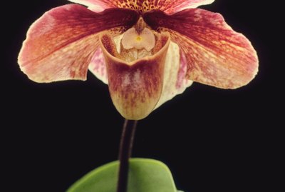 Close-up of pink orchid