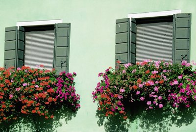 Red and pink flowers growing on the ledge of windows of a house, Burano, Venice, Italy