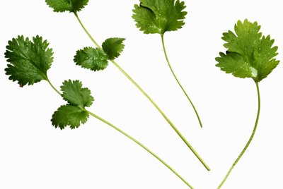 Close-up of coriander