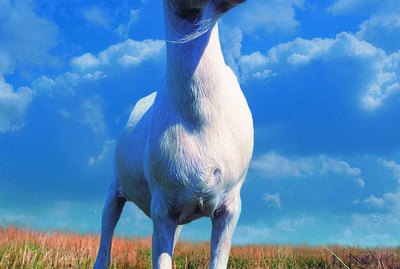 Low Angle Shot of Goat