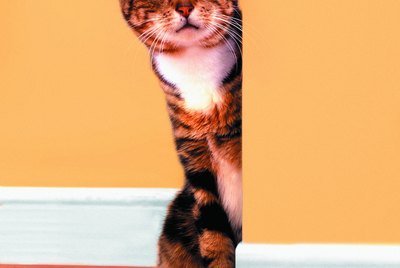 Tabby cat peeking around wall