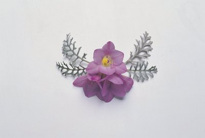 Orchid