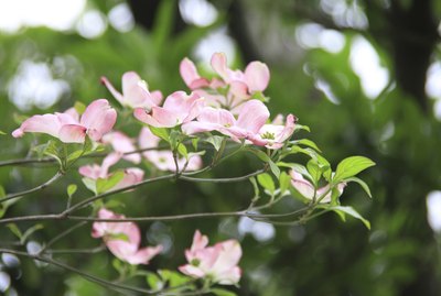Flowering dogwood