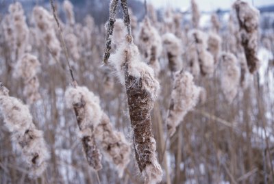 Cattails