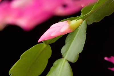 Christmas cactus