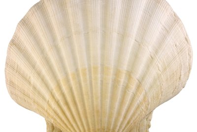 Seashell